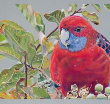 Rosella Limited Edition Print